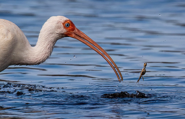 The One That Got Away - Crab Lunch Escaping from a White Ibis