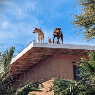 Dogs on a roof PXL_20240128_184153861 - C