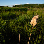 Goetchius Wetland Preserve in Tompkins County, New York Cattails grow in restored wetlands at Mabel P. &amp;amp; Paul T. Goetchius Wetland Preserve in Caroline, N.Y., on June 12, 2021. Having once been considered for development as a residential subdivision, the 80-acre preserve is now permanently protected, and is owned and managed by the Finger Lakes Land Trust. The Upper Susquehanna Coalition partnered on the effort to acquire some of the land, which is within the headwaters of the West Branch Owego Creek and open to the public for activities like hiking and cross-country skiing. (Photo by Will Parson/Chesapeake Bay Program)

USAGE REQUEST INFORMATION
The Chesapeake Bay Program&#039;s photographic archive is available for media and non-commercial use at no charge. To request permission, send an email briefly describing the proposed use to requests@chesapeakebay.net. Please do not attach jpegs. Instead, reference the corresponding Flickr URL of the image.

A photo credit mentioning the Chesapeake Bay Program is mandatory. The photograph may not be manipulated in any way or used in any way that suggests approval or endorsement of the Chesapeake Bay Program. Requestors should also respect the publicity rights of individuals photographed, and seek their consent if necessary.
