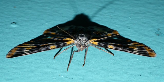 Bling moth Bracca sp aff rotundata Ennominae Boarmiini Geometridae Mandalay rainforest Airlie Beach P1200410