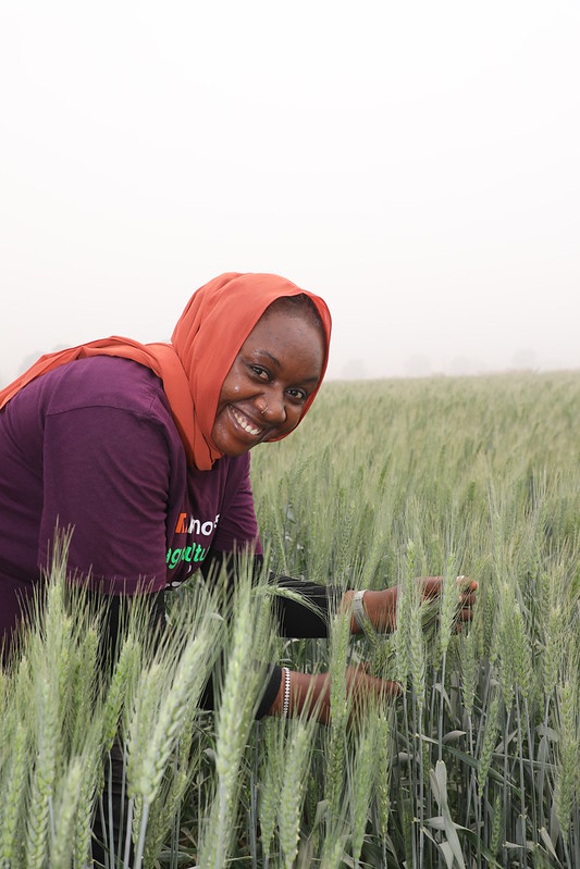 Second day of TAAT Wheat Seed ToT  and Field Visit in Kano, Nigeria