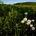 Goetchius Wetland Preserve in Tompkins County, New York Oxeye daisy, an invasive species, blooms at Mabel P. &amp;amp; Paul T. Goetchius Wetland Preserve in Caroline, N.Y., on June 12, 2021. (Photo by Will Parson/Chesapeake Bay Program)

USAGE REQUEST INFORMATION
The Chesapeake Bay Program&#039;s photographic archive is available for media and non-commercial use at no charge. To request permission, send an email briefly describing the proposed use to requests@chesapeakebay.net. Please do not attach jpegs. Instead, reference the corresponding Flickr URL of the image.

A photo credit mentioning the Chesapeake Bay Program is mandatory. The photograph may not be manipulated in any way or used in any way that suggests approval or endorsement of the Chesapeake Bay Program. Requestors should also respect the publicity rights of individuals photographed, and seek their consent if necessary.