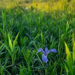 Goetchius Wetland Preserve in Tompkins County, New York A northern blue flag iris blooms at Mabel P. &amp;amp; Paul T. Goetchius Wetland Preserve in Caroline, N.Y., on June 12, 2021. Having once been considered for development as a residential subdivision, the 80-acre preserve is now permanently protected, and is owned and managed by the Finger Lakes Land Trust. The Upper Susquehanna Coalition partnered on the effort to acquire some of the land, which is within the headwaters of the West Branch Owego Creek and open to the public for activities like hiking and cross-country skiing. (Photo by Will Parson/Chesapeake Bay Program)

USAGE REQUEST INFORMATION
The Chesapeake Bay Program&#039;s photographic archive is available for media and non-commercial use at no charge. To request permission, send an email briefly describing the proposed use to requests@chesapeakebay.net. Please do not attach jpegs. Instead, reference the corresponding Flickr URL of the image.

A photo credit mentioning the Chesapeake Bay Program is mandatory. The photograph may not be manipulated in any way or used in any way that suggests approval or endorsement of the Chesapeake Bay Program. Requestors should also respect the publicity rights of individuals photographed, and seek their consent if necessary.