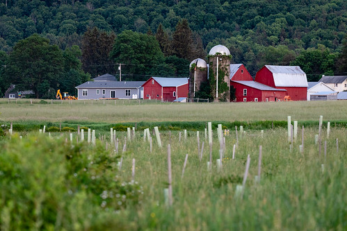 Riparian forest buffer in Tompkins County, New York Plastic tubes shelter young trees planted by the Upper Susquehanna Coalition on a 20-acre former agricultural property acquired in 2019 by the Finger Lakes Land Trust adjacent to its Goetchius Wetland Preserve, seen in Caroline, N.Y., on June 12, 2021. The acquisition was assisted by Tompkins County’s Capital Reserve Fund for Natural, Scenic, and Recreation Resource Protection. The Upper Susquehanna Coalition helped Fingerlakes Land Trust develop a management plan and planted trees and shrubs to restore a riparian forest buffer along West Branch Owego Creek, a tributary in the Susquehanna River watershed. (Photo by Will Parson/Chesapeake Bay Program)

USAGE REQUEST INFORMATION
The Chesapeake Bay Program&#039;s photographic archive is available for media and non-commercial use at no charge. To request permission, send an email briefly describing the proposed use to requests@chesapeakebay.net. Please do not attach jpegs. Instead, reference the corresponding Flickr URL of the image.

A photo credit mentioning the Chesapeake Bay Program is mandatory. The photograph may not be manipulated in any way or used in any way that suggests approval or endorsement of the Chesapeake Bay Program. Requestors should also respect the publicity rights of individuals photographed, and seek their consent if necessary.