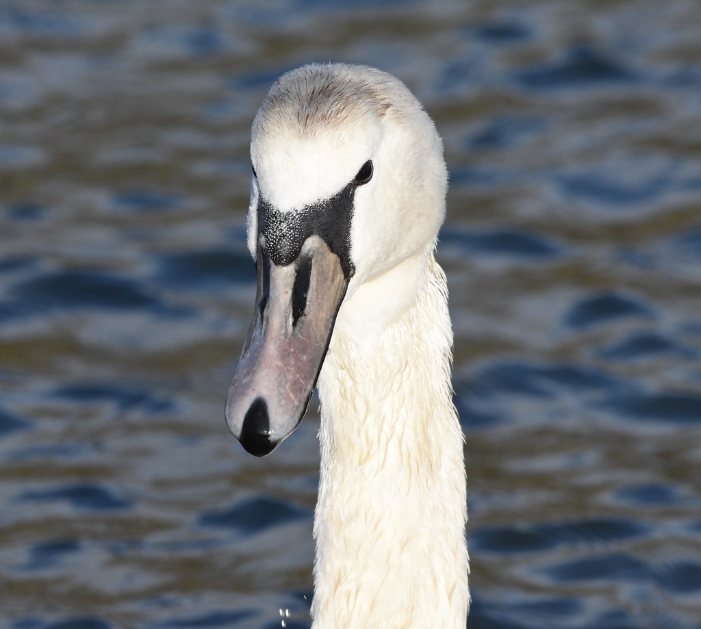Swan portrait