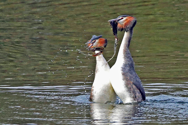 Great Crested Grebes during the re-bonding dance .