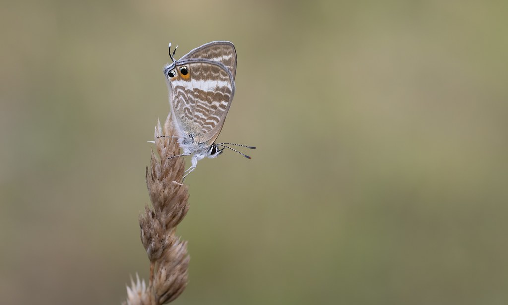 Long-tailed Blue (Lampides boeticus).