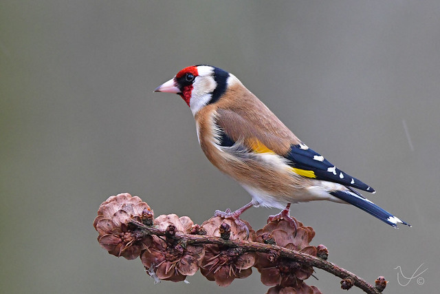 Goldfinch on Larch Cones