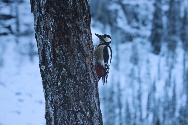 A Woodpecker