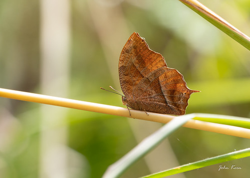 Fountainea glycerium (Angled Leafwing) | by John E Kern