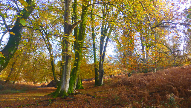 New Forest NP, Hampshire, England