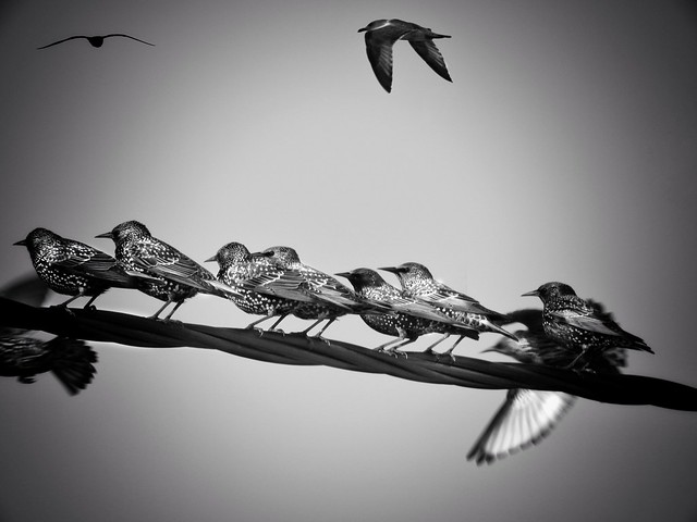 European Starlings -Sturnus Vulgaris 🇬🇷