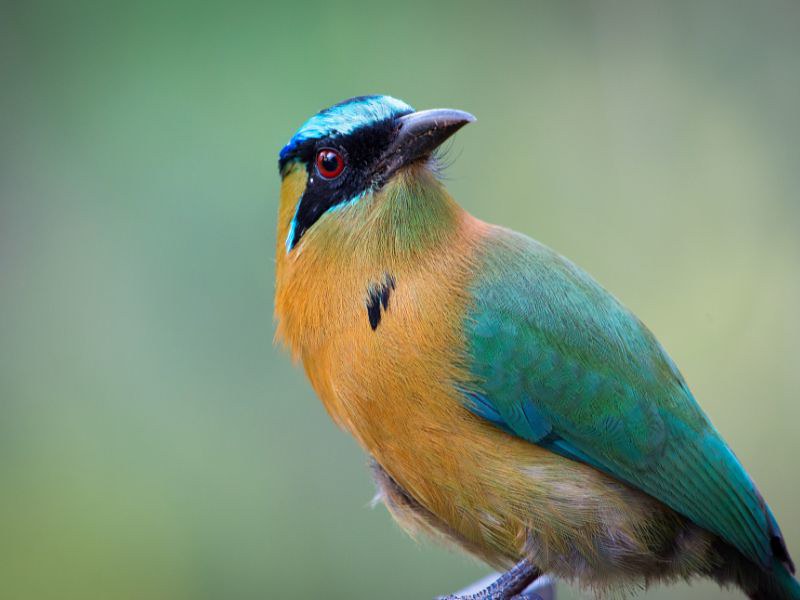 best bird watching tours in Costa Rica - Blue-Crowned Motmot - Monteverde