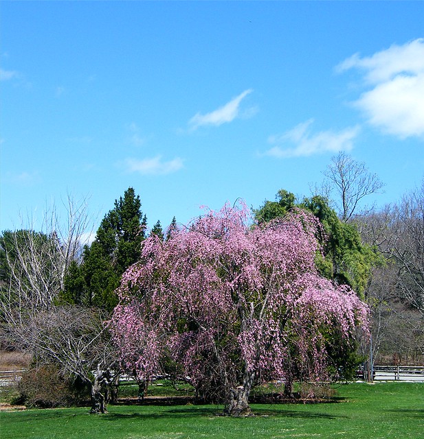 Colorful Spring Tree