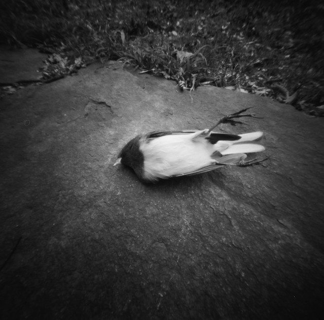 Dead chickadee