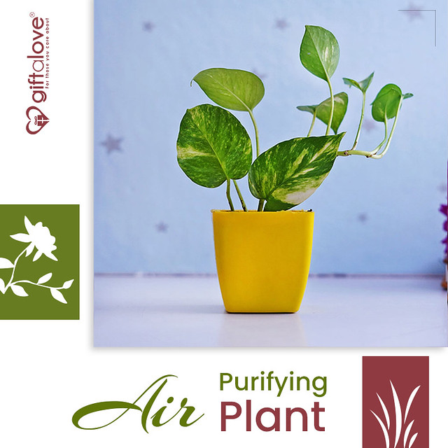Air purifying plants