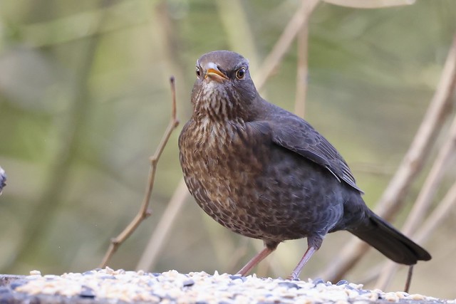 Blackbird, Ripon , N Yorkshire, UK.