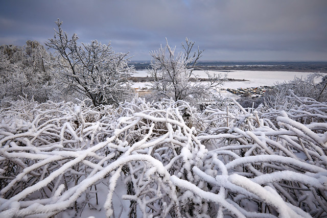 Snow frost on trees at the slope of Volga river, Nizhny Novgorod, Russia (December 2022)