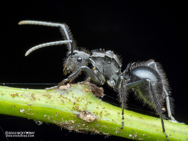 Ant (Polyrhachis sp.) - P1208028