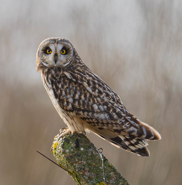 Short-eared Owl. DSC_8255.jpg