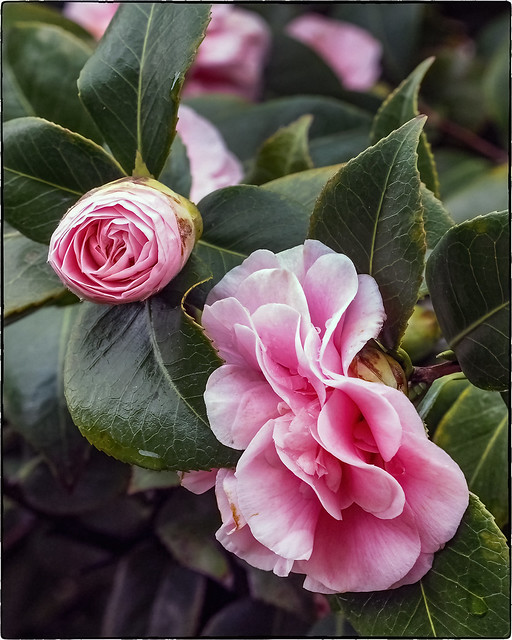 Winter Camellias