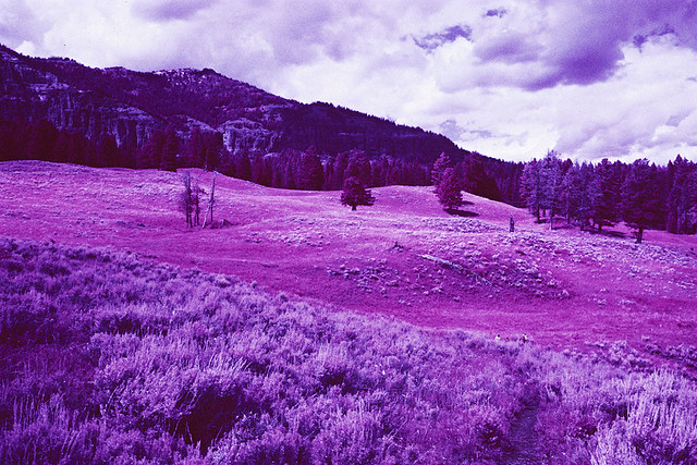 Yellowstone National Park in Infrared (Color)