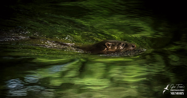 Otter in the water