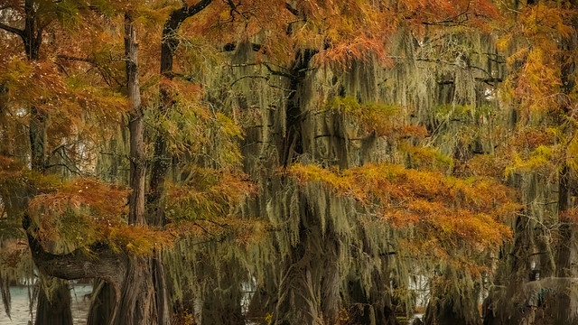 Autumn in the bayou