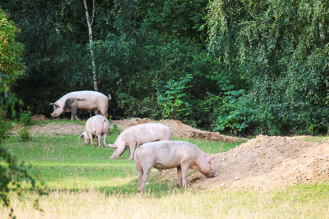 Sommer im Schweineland