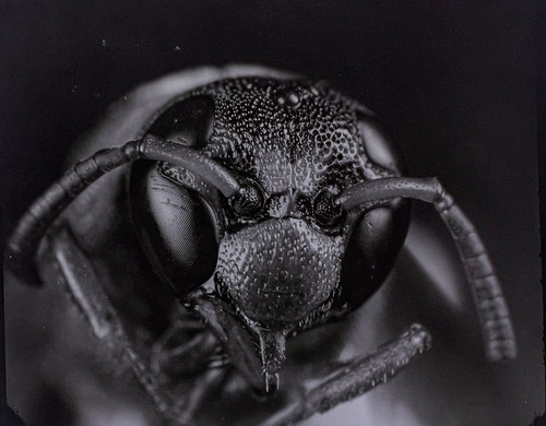 Paper Wasp | by Senpai Skyy