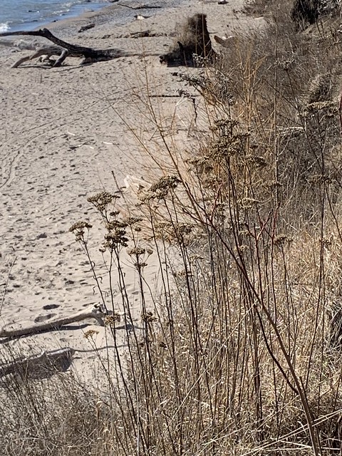 “Beautiful dried weeds , grasses or wildflowers on the shore at the beach with a lot of driftwood , fallen trees , rocks & trees to the side of the waterfront trail of Lake Ontario in Squires beach , Martins photograph , Ajax , Ontario , February 6. 2024”