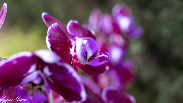 Esclat cromàtic, chromatic outbreak, orchid.