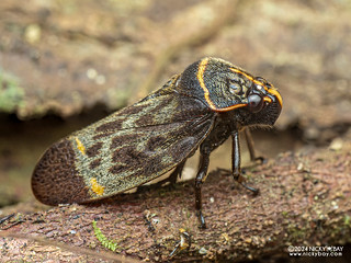 Froghopper (Trichoscarta sp.) - P1208285