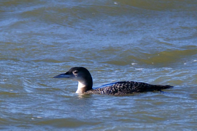 DSC05541 - Great Northern Diver