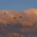 Sandhill Cranes in flight at Whitewater WR in AZ-44 1-26-24                                