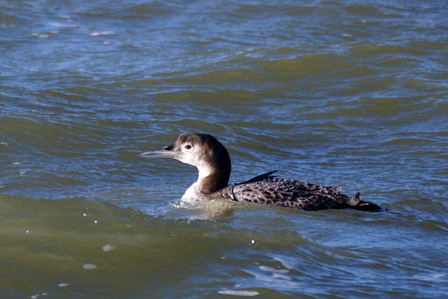 DSC05537 - Great Northern Diver
