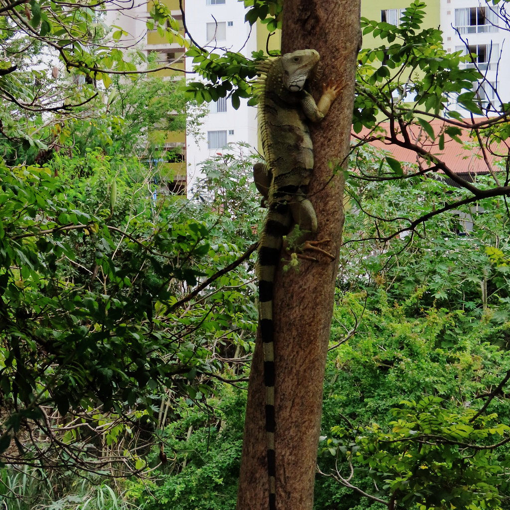 Green Iguana, Iguana iguana
