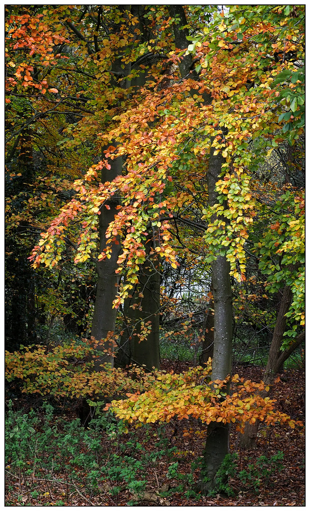 2023-1826 - Beech tree, Pitsford Water, Northants.