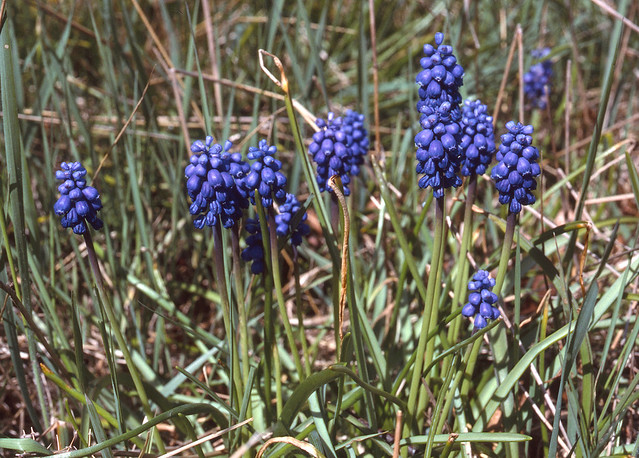 Muscari botryoides PERLEBLOM Grape hyacinth / Kleine Traubenhyazinthe