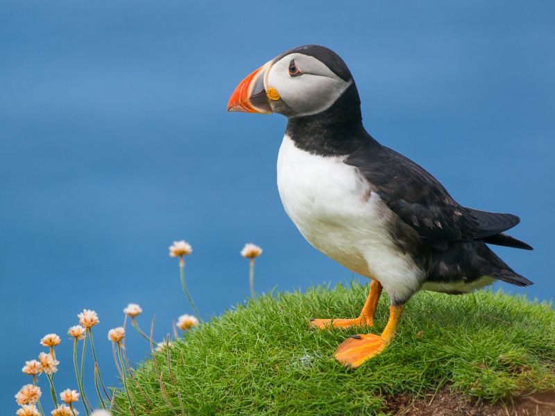 things to do in Scotland - Puffins