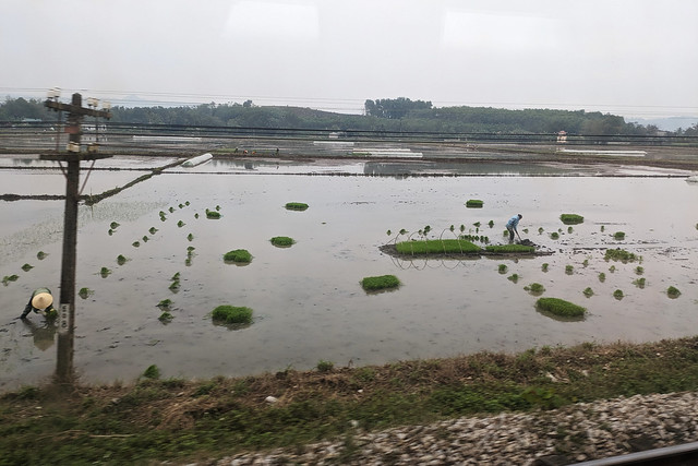 Planting Rice - On the Train from Hanoi to Dong Hoi, Vietnam
