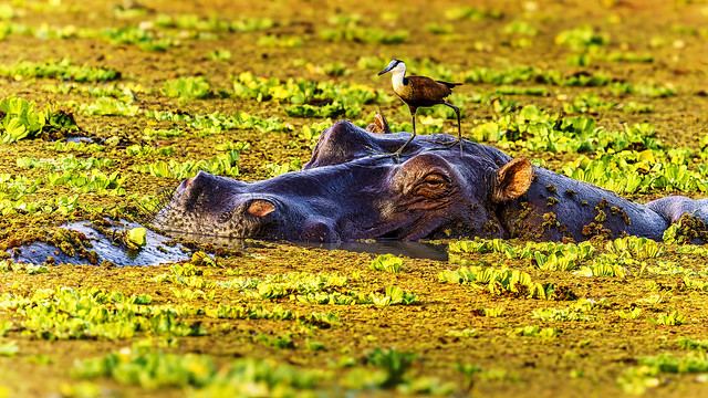 Hippo mit Blaustirn-Blatthühnchen - Hippo with Blue-Fronted wattled Chicken