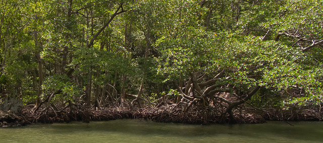 Mangroves forest in Los Haitises.