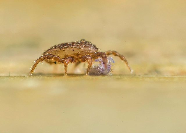 Mite with Springtail