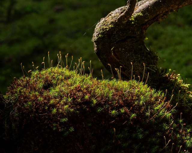 Sunlight on moss