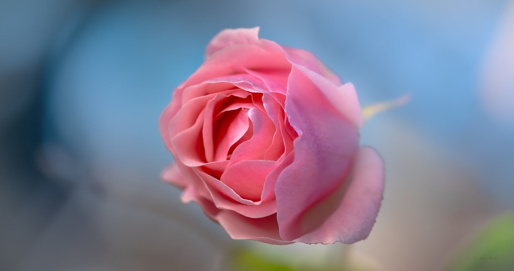 Detiled Roses Delicate rose | www.benpassionefoto.com © All rights reserve… | Flickr