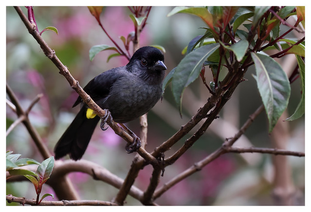 Yellow-thighed Brush-Finch, San Jose Province, Costa Rica