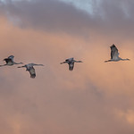 Sandhill Cranes in flight at Whitewater WR in AZ-73 1-26-24                                