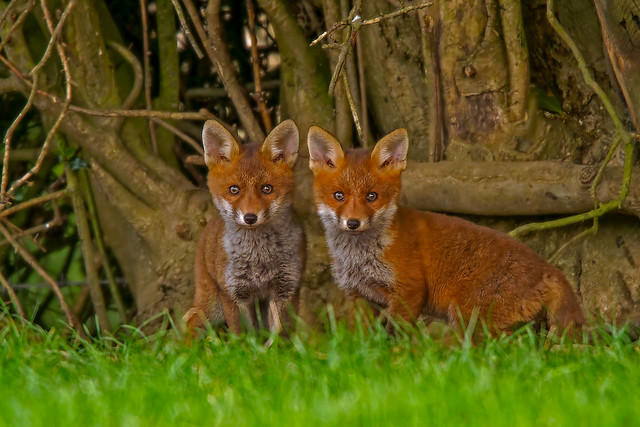 Fox  Yorkshire England