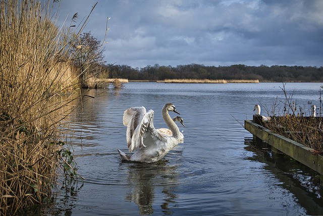 Swans at Fleet Pond